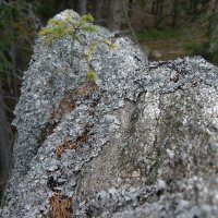 hzh_detailhornihranysevernihokamene